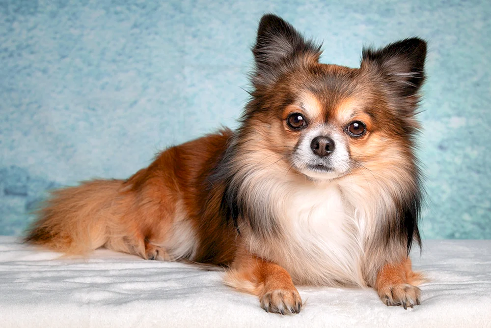 Chihuahua Schusterjungen langhaarig