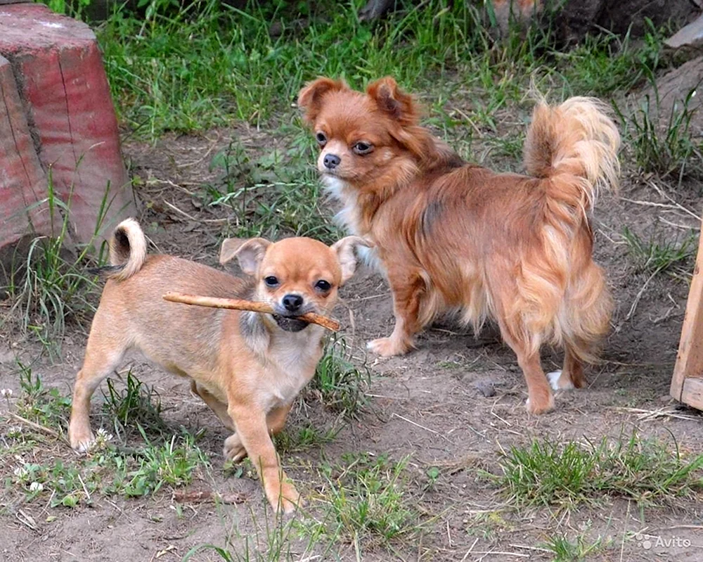 Chihuahua Russell rot