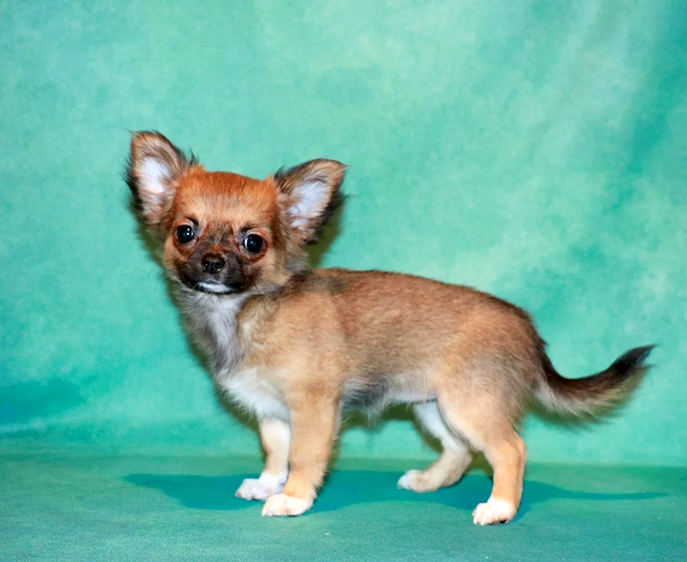 Sable Chihuahua. Farbe