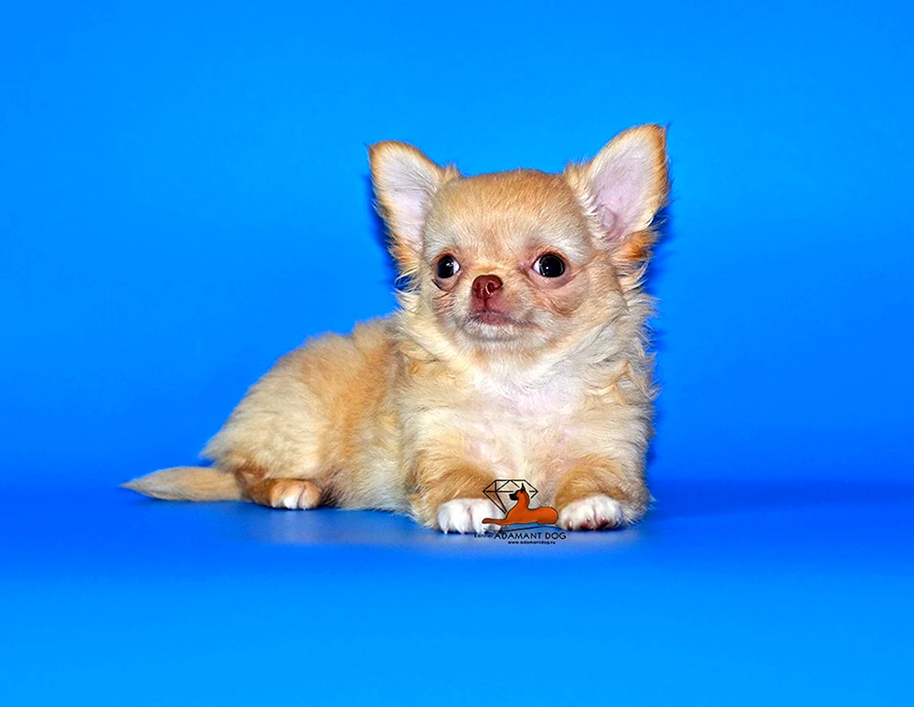 Chihuahua mini