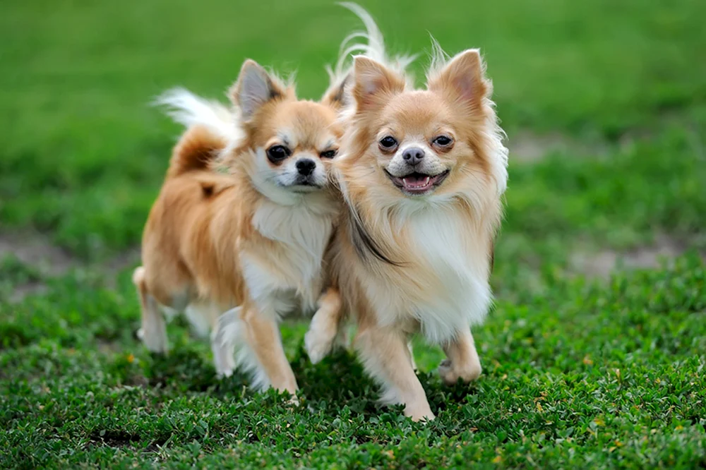Chihuahua glatthaarig
