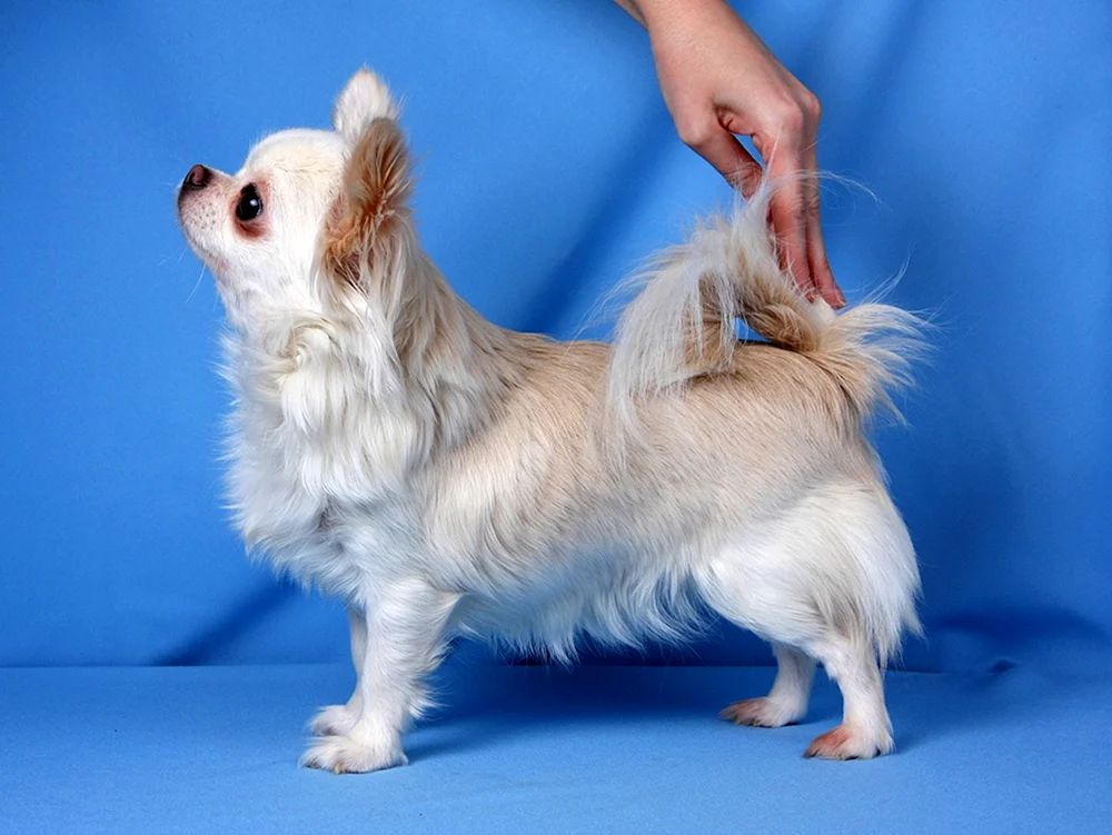 Chihuahua rot langhaarig