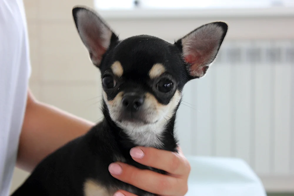 Chihuahua glatt-haarig