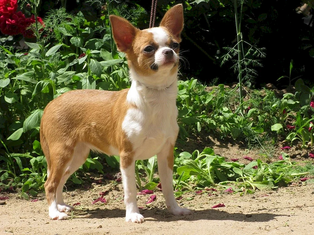 Chihuahua standard glatthaarig