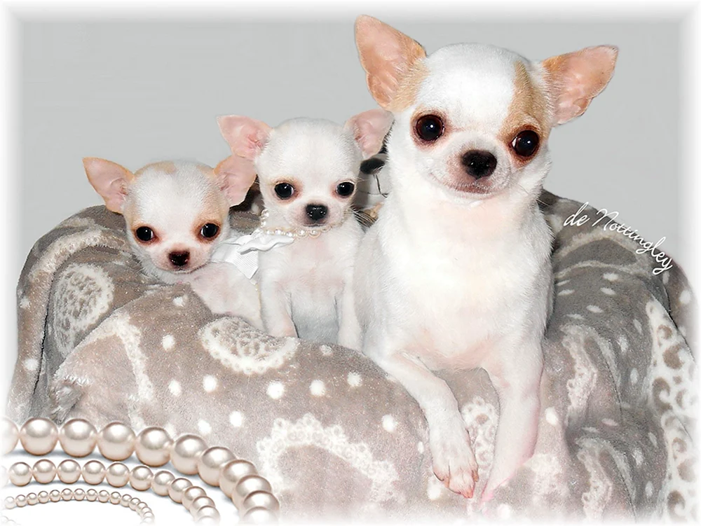 Chihuahua mini