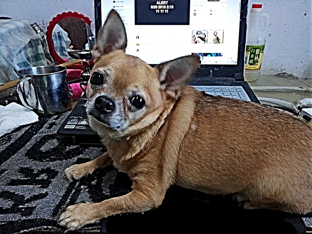Chihuahua Kobbies