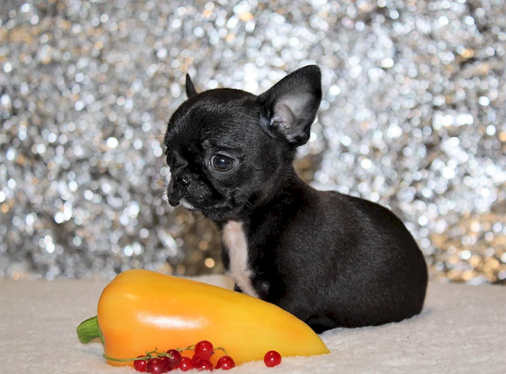 Chihuahua Köttchen kurzhaarig