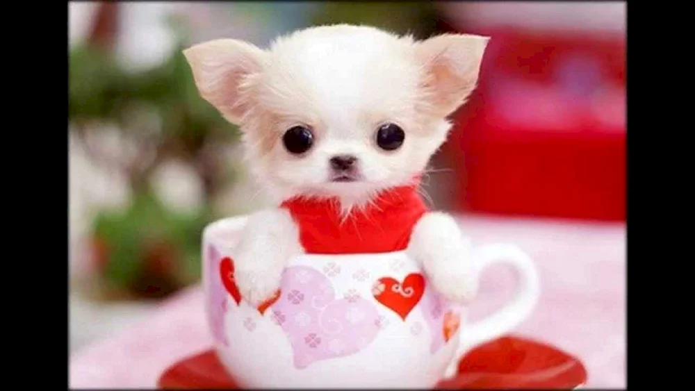 Chihuahua Teacup
