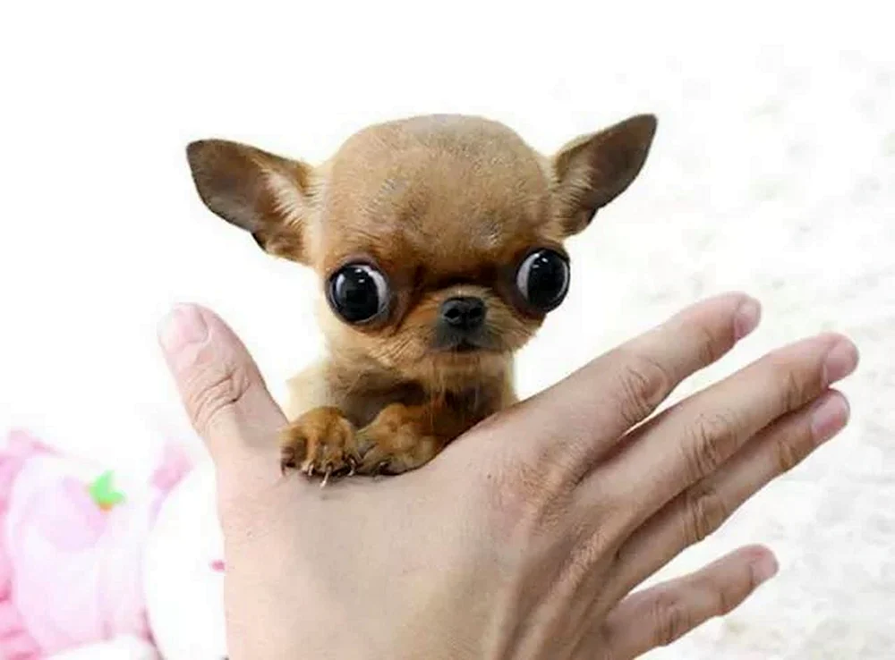 Chihuahua Hund