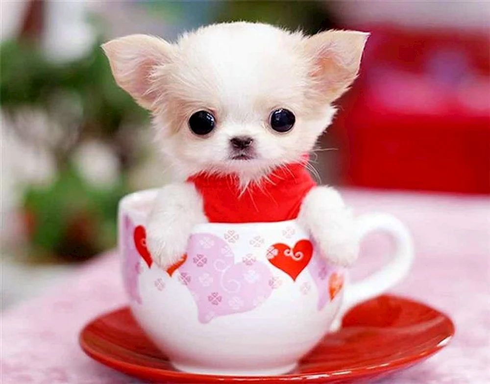 Chihuahua Teacup