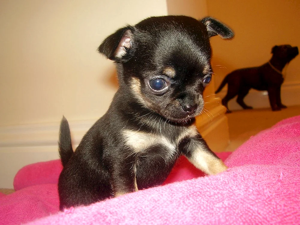 Chihuahua Teacup