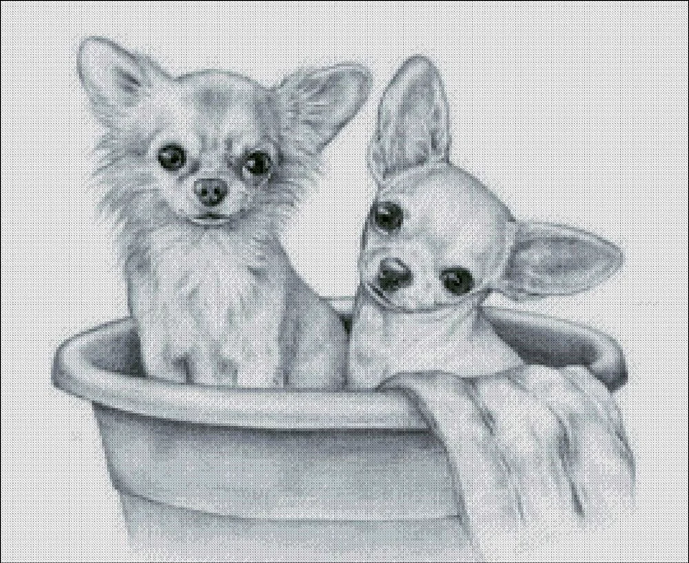 Nacchio - Hündchen