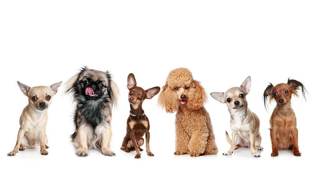 Chihuahua Terrier