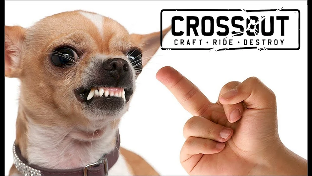 Chihuahua Terrier