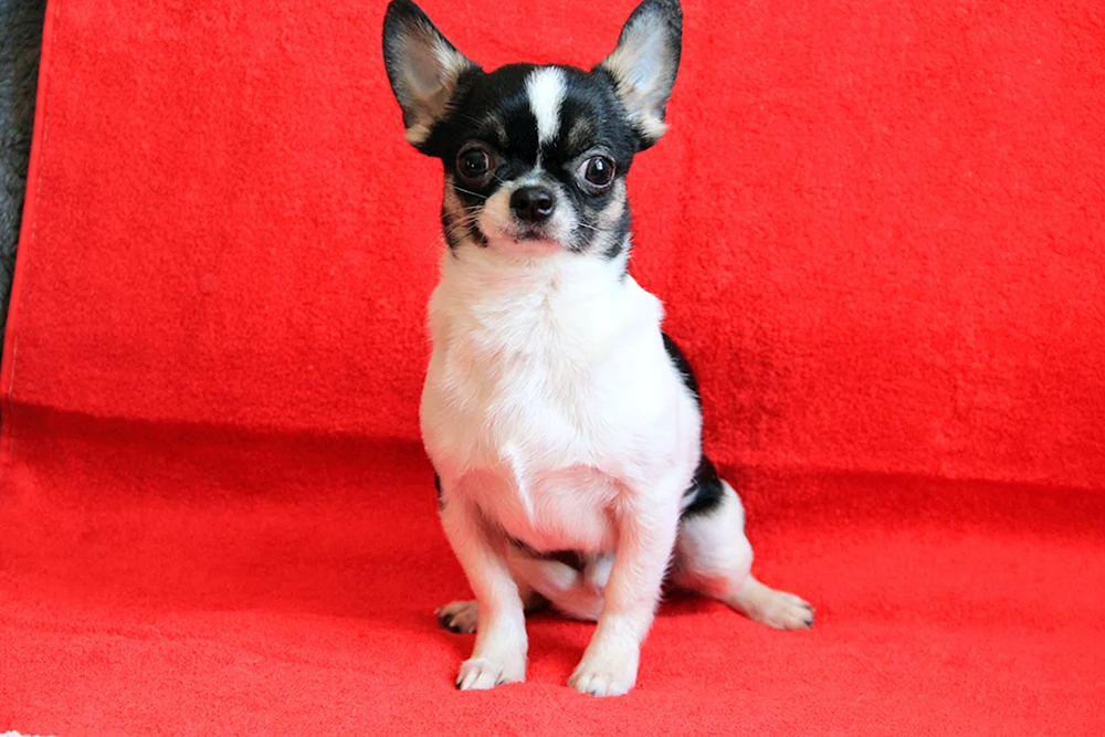 Chihuahua Tricolor langhaarig