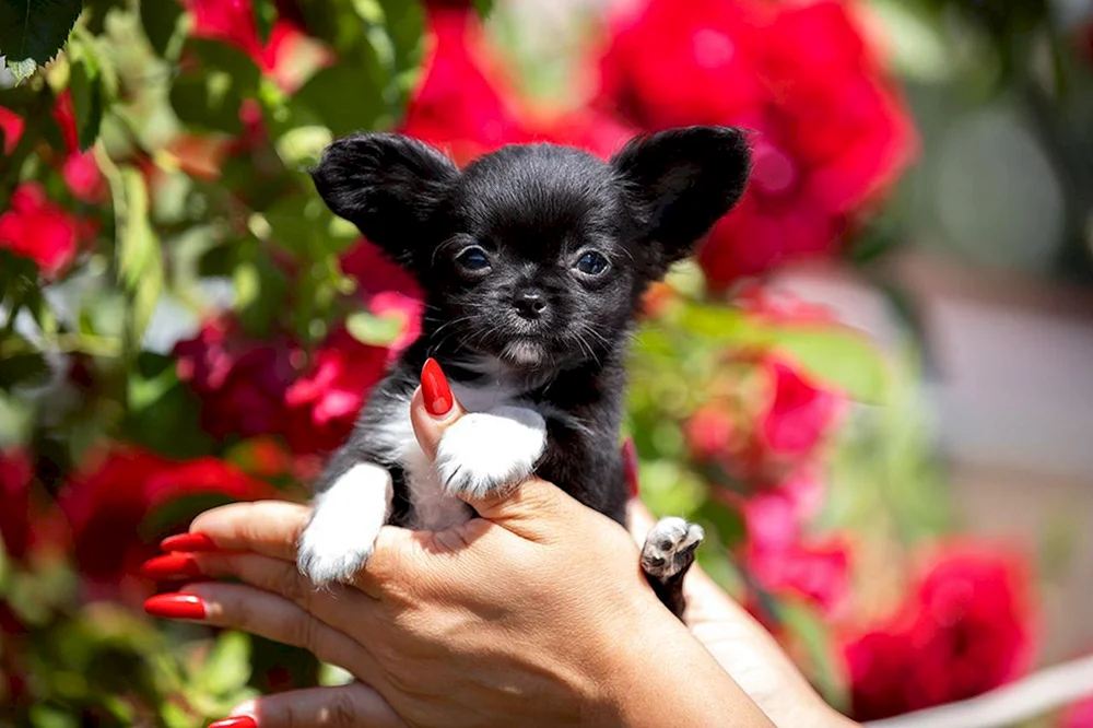 Chihuahua Hunderasse