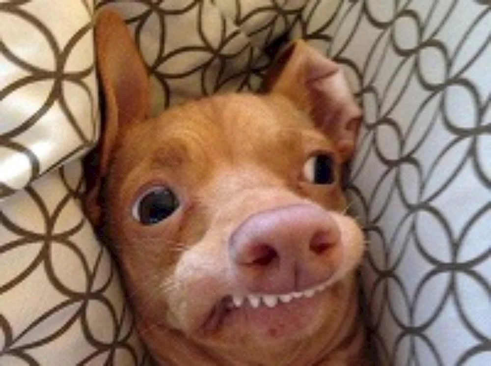 Lustige Hunde