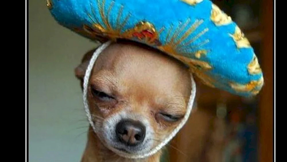 Chihuahua Hund