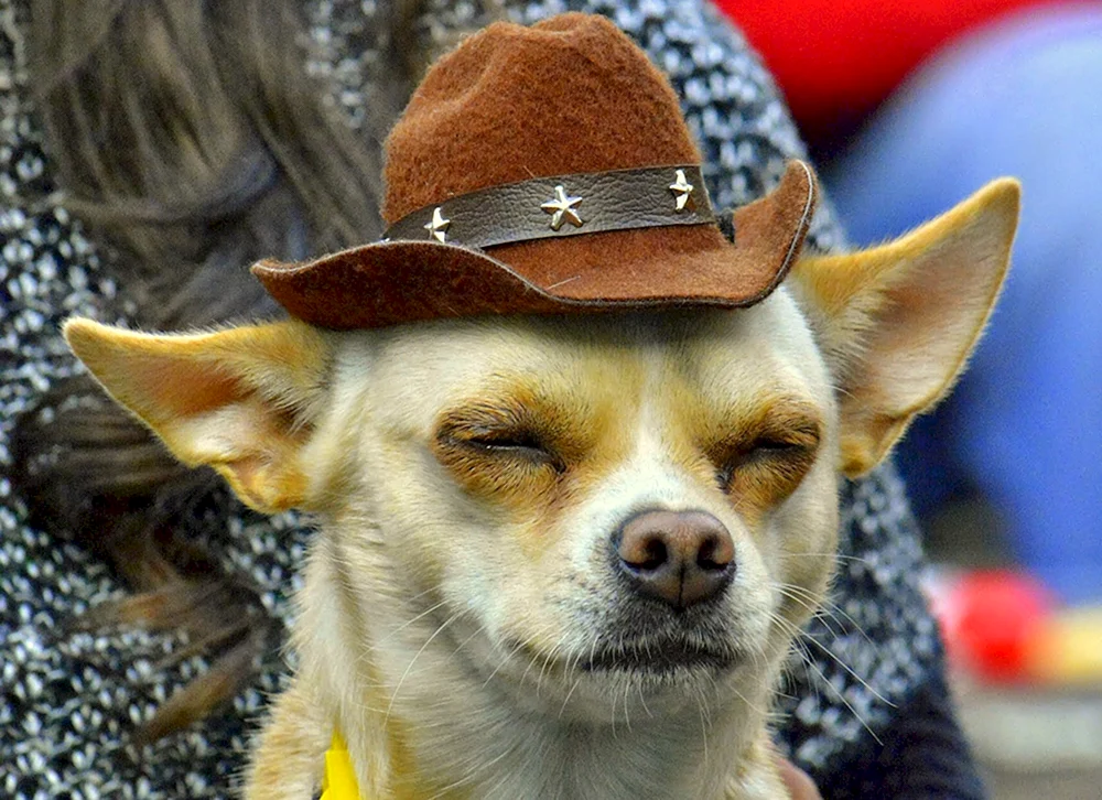 Hunderasse Chihuahua