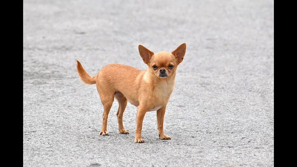 Chihuahua chocolate