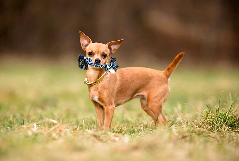 Chihuahua golden glatthaarig