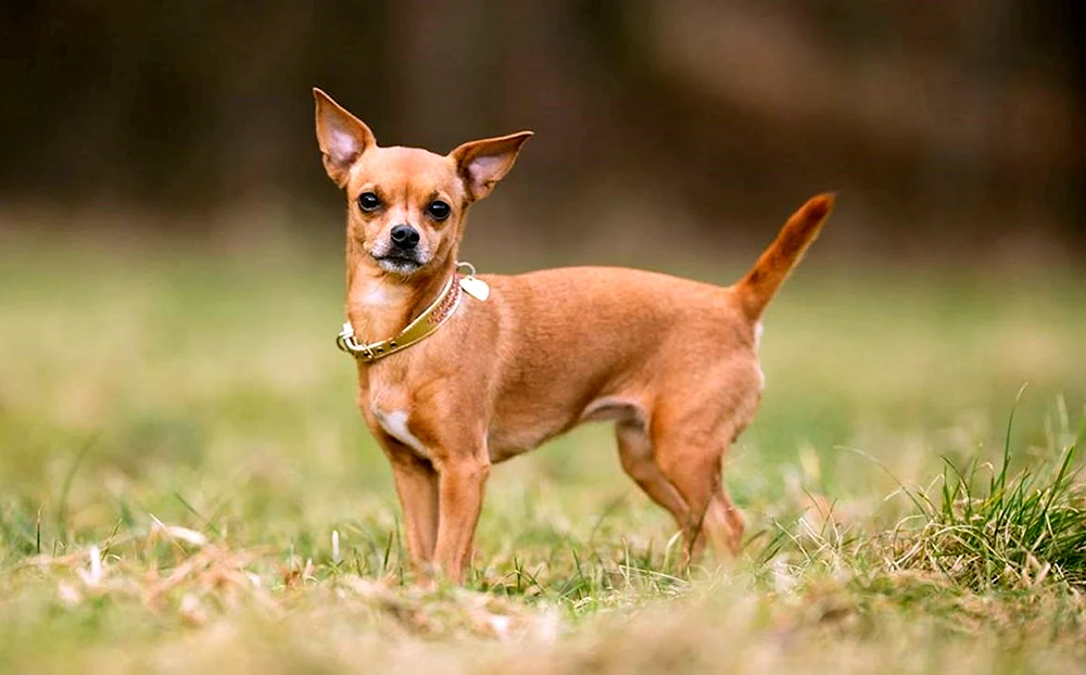 Chihuahua golden glatthaarig