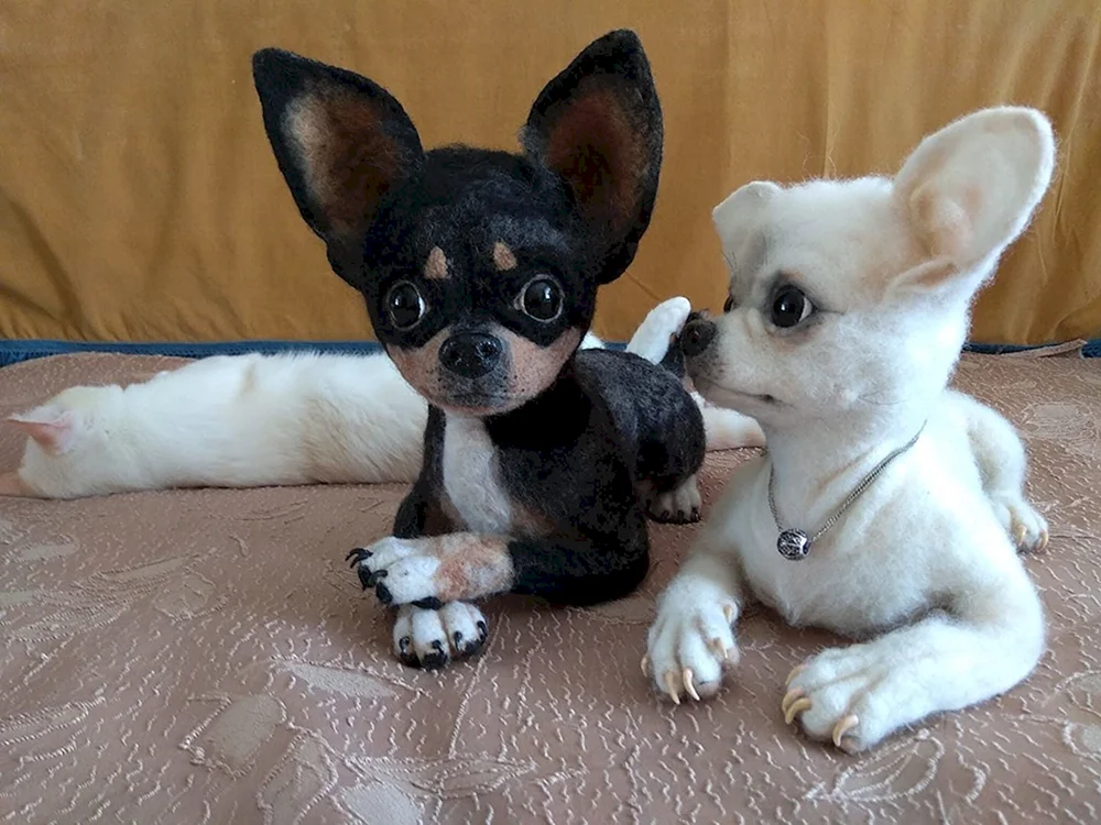 Chihuahua Hunde
