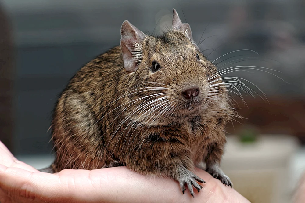 Chilenisches Eichhörnchen degu