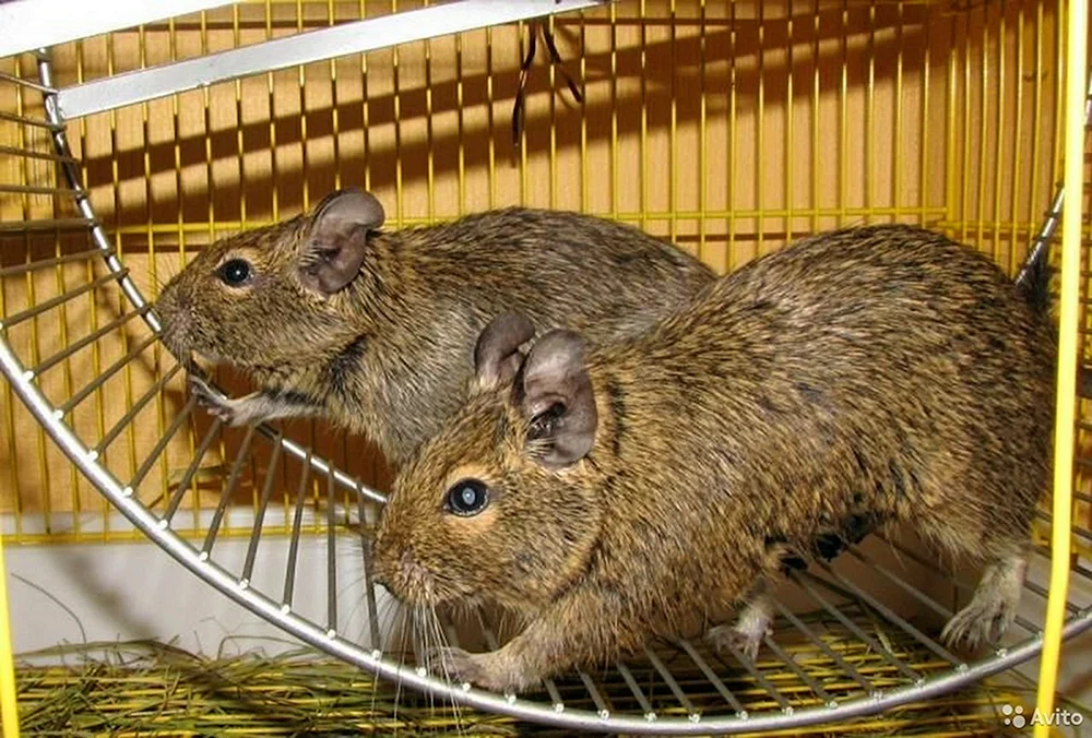 Eichhörnchen degu