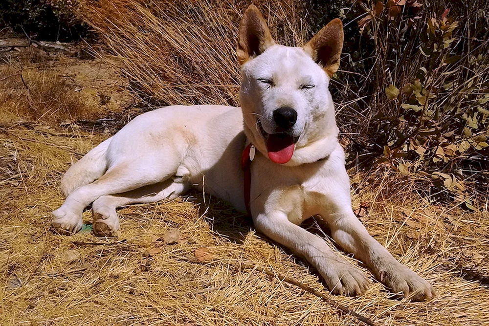Koreanischer Jindo