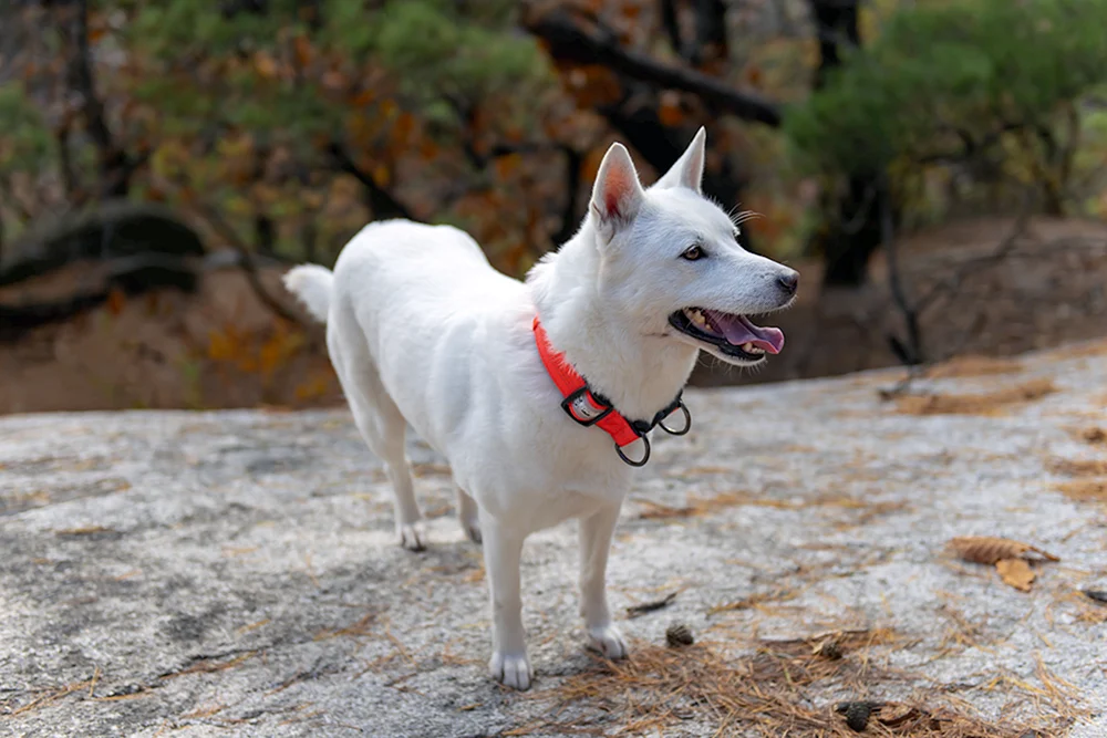 Koreanischer Hund