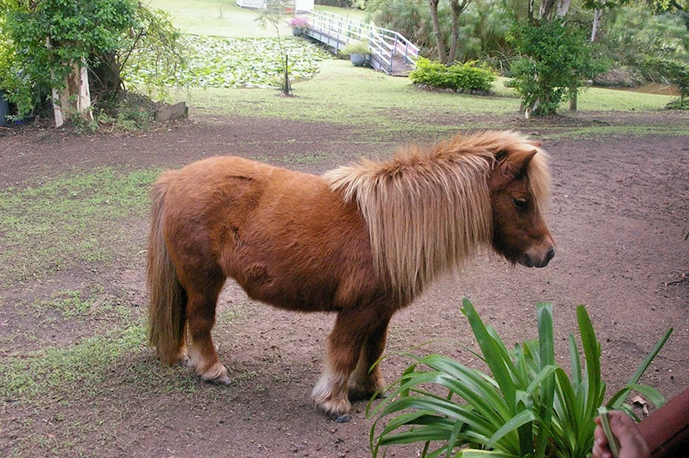 Chincoteague Pony