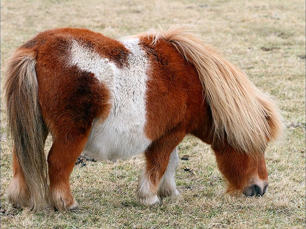 Pony Falabella