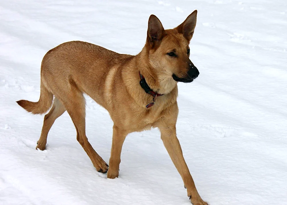 Kanadischer Roter Schäferhund