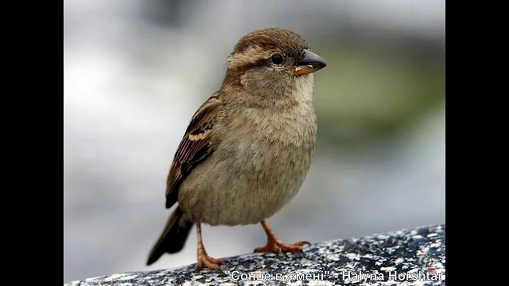Gemeinsamer Buchfink Bombycilla garrulus