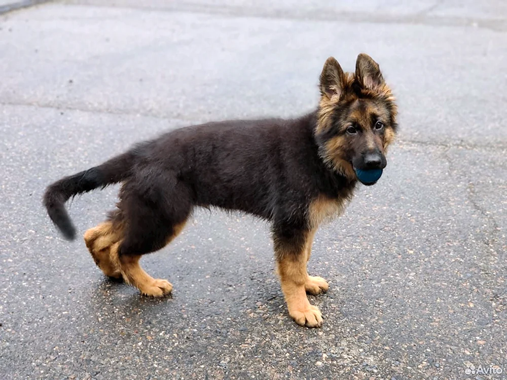Deutscher Schäferhund Tschistokrowka