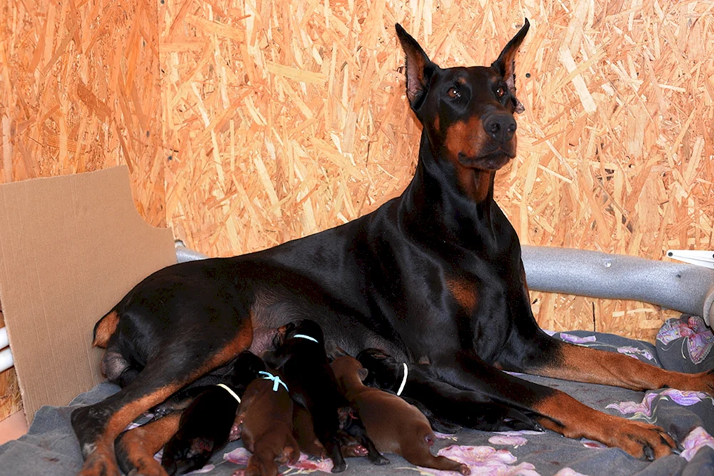 Dobermannwelpe