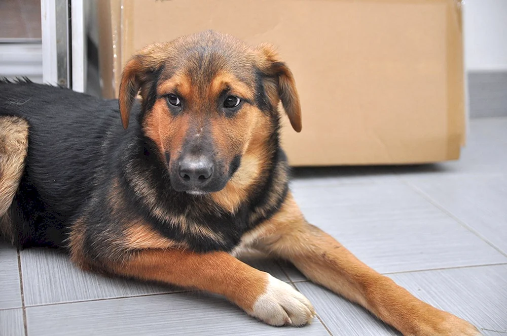 Rasse des Dabbler-Hundes