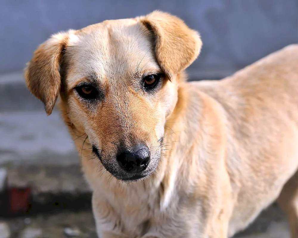 Rasse des Dabbler-Hundes