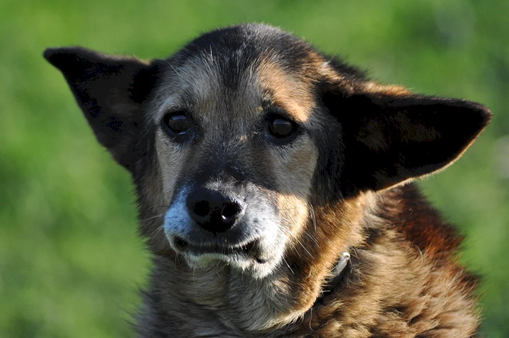 Rasse des Dabbler-Hundes