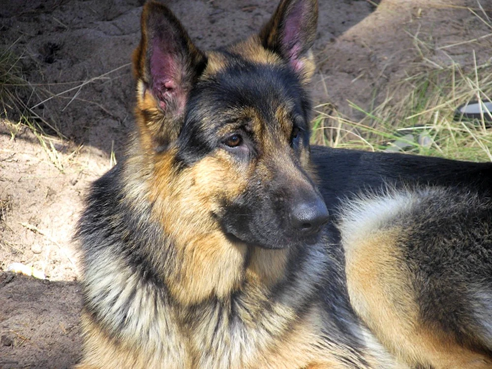 Osteuropäischer Schäferhund langhaarig