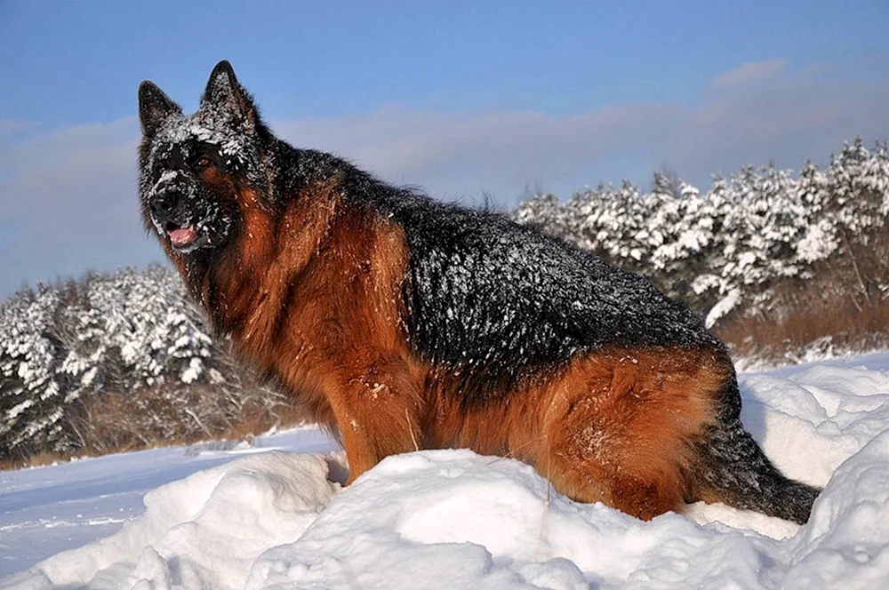 Deutscher Wachhund