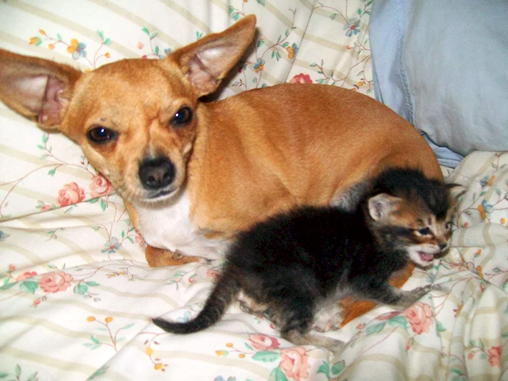 Chihuahua und Schäferhund-Mix