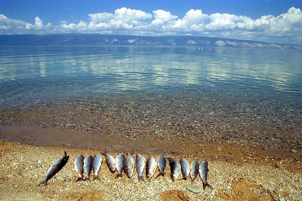 Baikal omul
