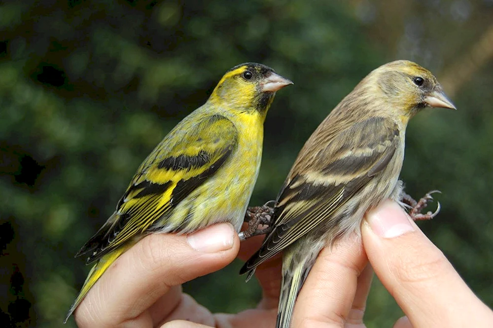 Paradiesvogel weiblich
