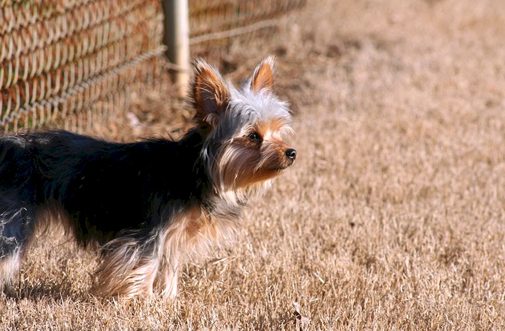 Yorkshire terrier métis