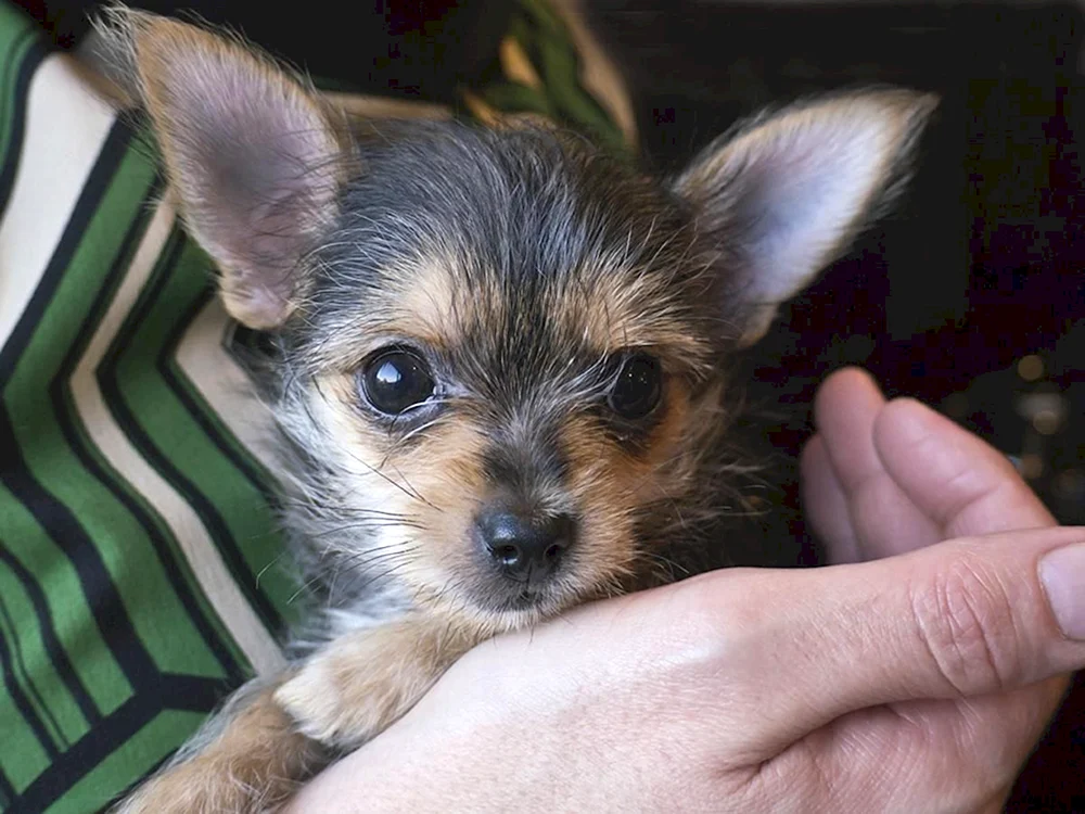 Chihuahua und Schäferhund-Mix