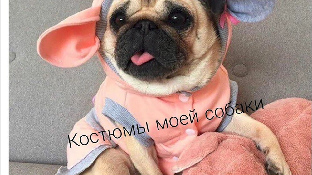 Mops Baby Face