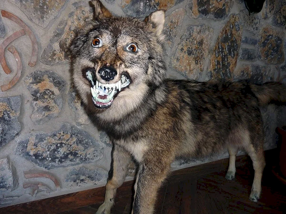 Lächelnder Wolf