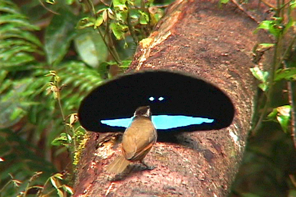 Paradiesvogel Männchen und Weibchen